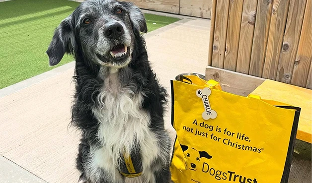 Happy dog with Dogs Trust merchandise